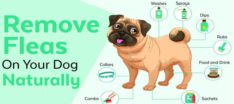  How to Prevent Fleas and Ticks Naturally